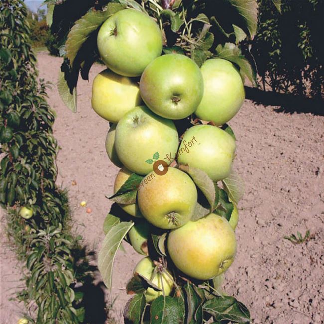 Сорт яблони Малюха (колоновидная): фото, отзывы, описание, характеристики.