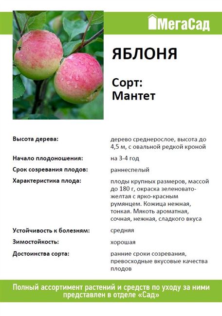Описание сорта яблони Мантет