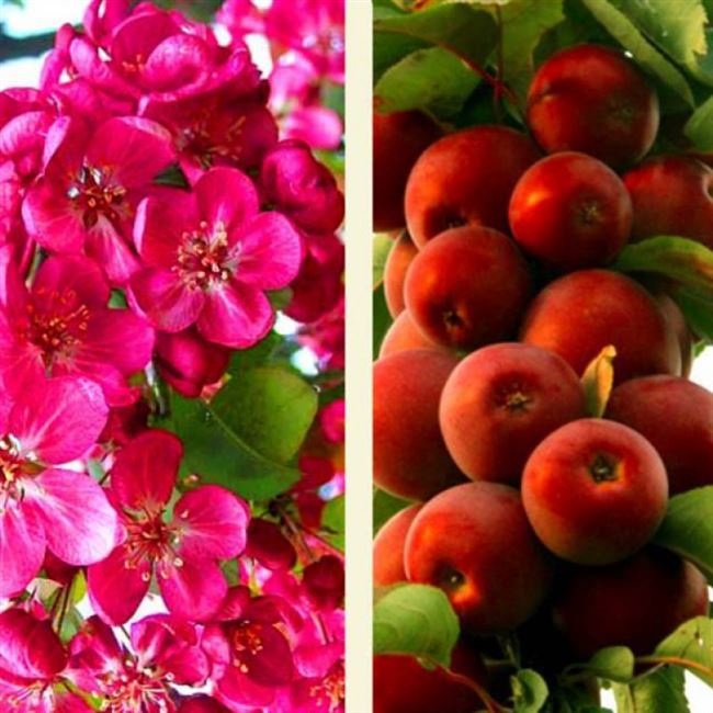 Манящий Аромат — сорт растения Яблоня декоративная