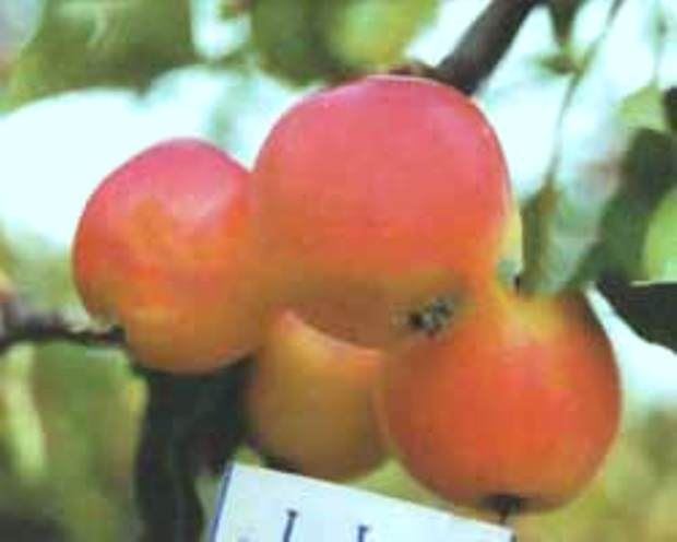 Минусинское десертное яблоня описание