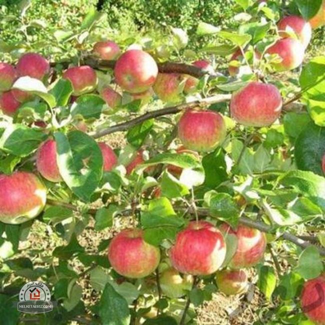 Сорта яблони ВНИИСПК (г. Орёл) — Сады Сибири
