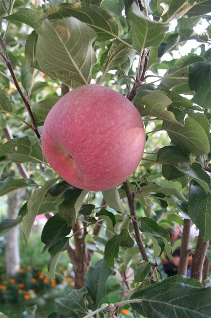 8 сортов яблонь, которые стоит посадить