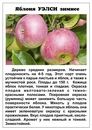 Достоинства и недостатки, советы по выращиванию яблони Московское позднее