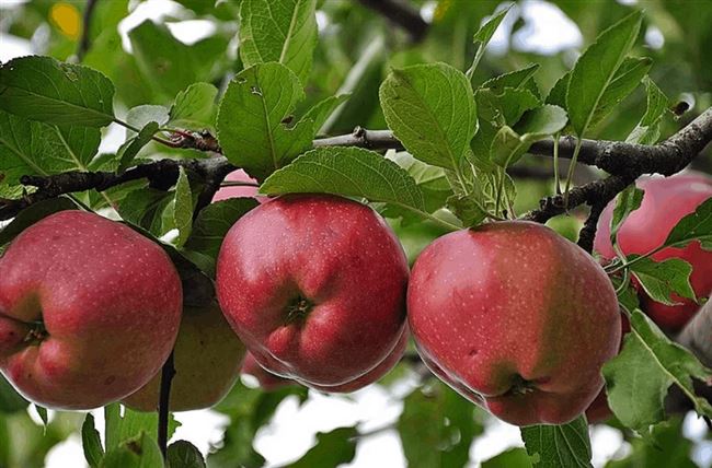 Один из самых вкусных осенних сортов яблони — «Надежда»