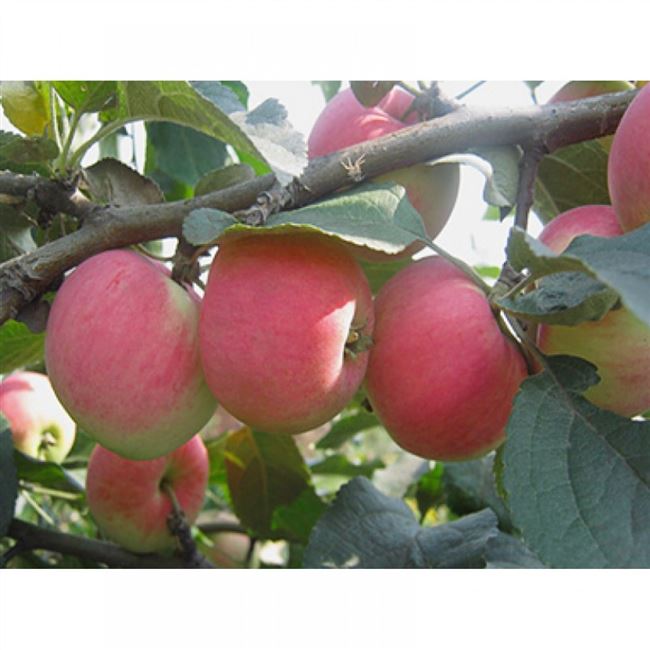 Яблоня с ограниченным ростом «Неженка»