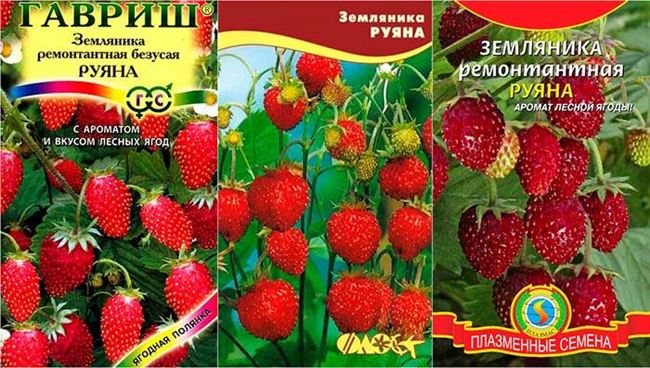 Клубника Сударушка: описание сорта, особенности агротехники, отзывы садоводов