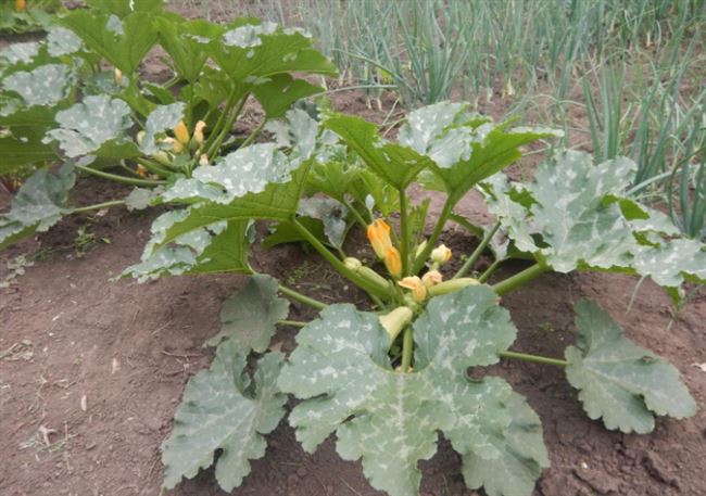 Выращиваем стойкий к заболеваниям кабачок «Арал» правильно и бьем рекорды урожайности