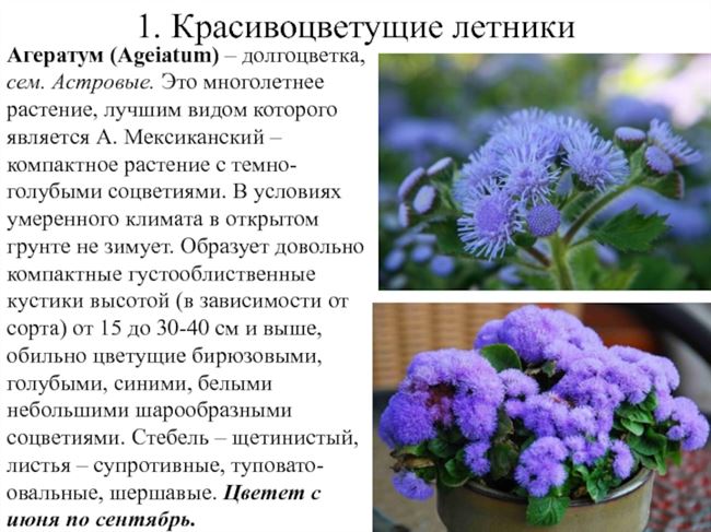 Агератум (Ageratum): фото, виды и сорта с описанием, названием, когда и как цветет