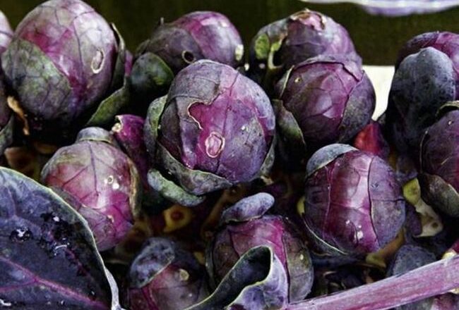 Необычный сорт с маленькими фиолетовыми листьями — брюссельская капуста Веселая компания: отзывы и описание