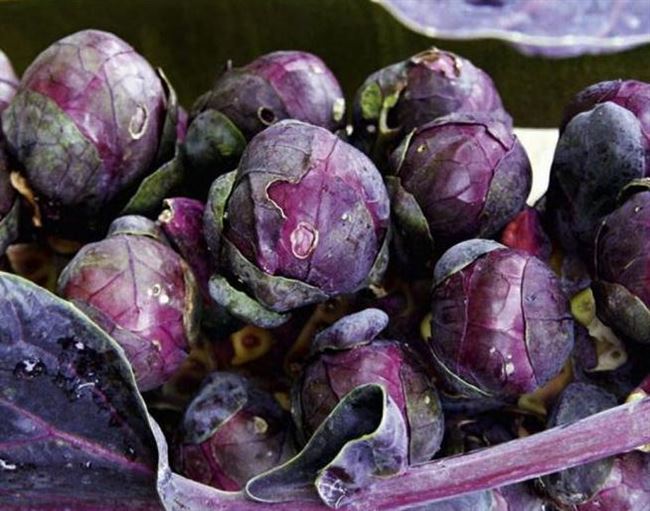 Необычный сорт с маленькими фиолетовыми листьями — брюссельская капуста Веселая компания: отзывы и описание